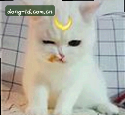 周涛